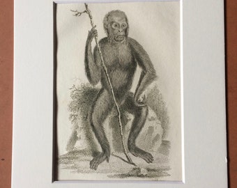 1800 Chestnut Orang-utan Original Antique Engraving - Zoology - Natural History - Primate - Available Framed