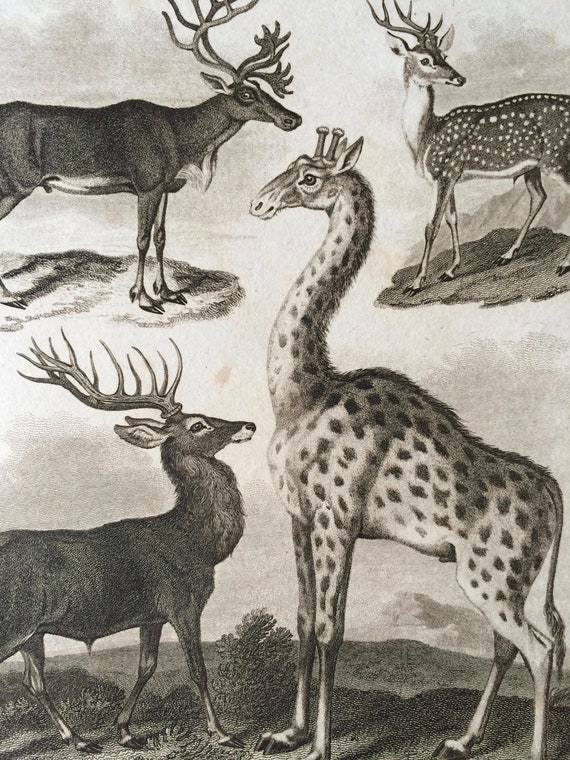1819 Original Antique Engraving - Reindeer, Red Deer Stag, Axis