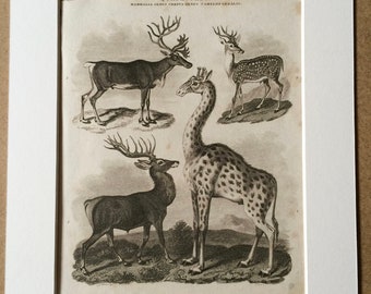 1819 Original Antique Engraving - Reindeer, Red Deer Stag, Axis Deer and Giraffe Cameleopard - Wildlife Decor - Available Matted and Framed