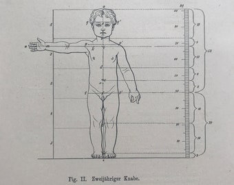 1890 Original Antique Anatomical Print - Dimensions of the Body - Anatomy - Medical Decor - Mounted and Matted - Available Framed