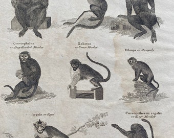 1806 Monkeys Original Antique Engraving - Mounted and Matted - Available Framed