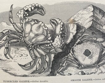 1863 Tubercled Galene and Smooth Galene Original Antique Print - Crustacean - Ocean Wildlife - Mounted and Matted - Available Framed