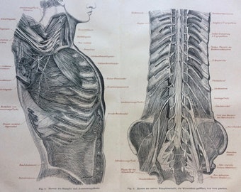 1877 Nervous System Original Antique print - Available Framed - Anatomy - Medical Decor - Victorian Decor