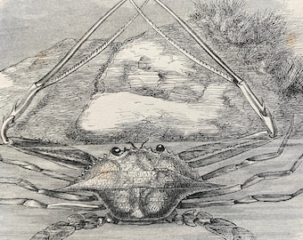 1863 Force's Swimming Crab Original Antique Print - Crustacean - Ocean Wildlife - Mounted and Matted - Available Framed