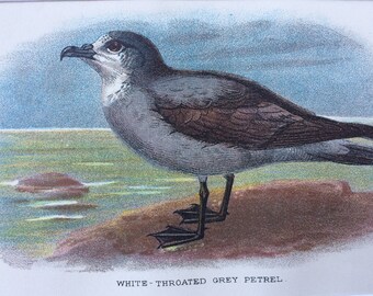 1896 White-Throated Grey Petrel Original Antique Chromolithograph - Bird - Ornithology - Mounted and Matted - Available Framed