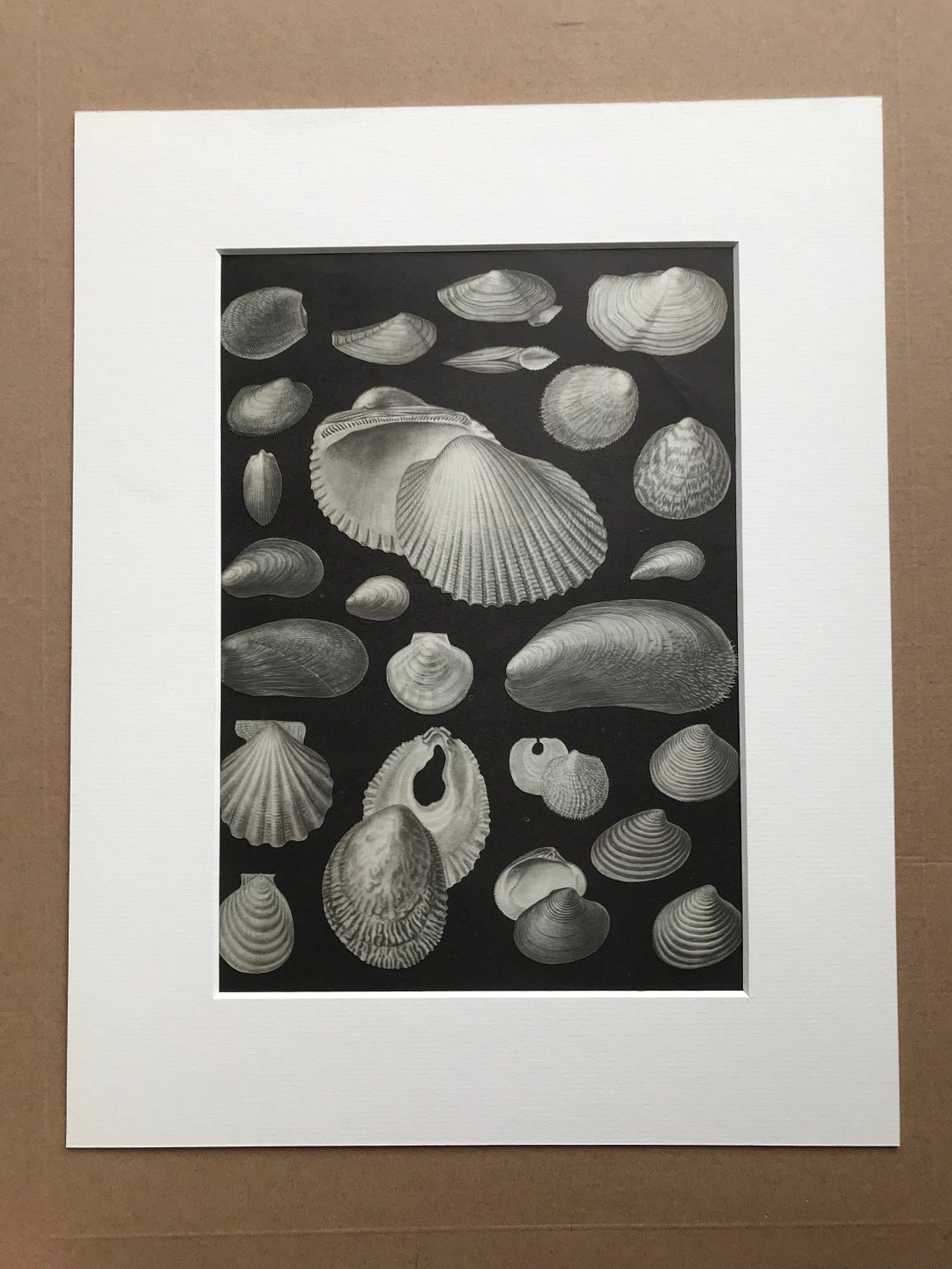 1968 Original Vintage Shell Print - Available Framed - 14 X 11 Inches ...