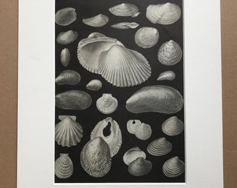 1968 Original Vintage Shell Print - Available Framed - 14 x 11 inches - Marine Wildlife Wall Decor - Seashell - Crustacean - Shellfish