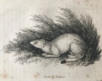 1809 Stoat or Ermine Original Antique Engraving - Natural History - Wildlife -  Available Matted and Framed