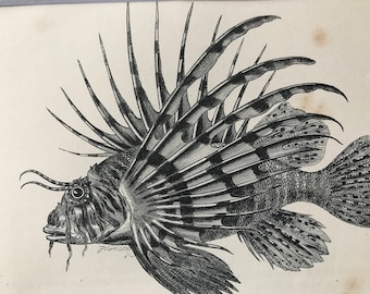 1863 Red Firefish Original Antique Print - Fish Illustration - Marine Decor - Mounted and Matted - Available Framed
