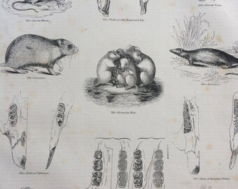 1856 Large Original Antique Engraving - Rodents: Harvest Mouse, Hamster, Water Rat, Rakali, Teeth, Anatomy - Wildlife Wall Decor