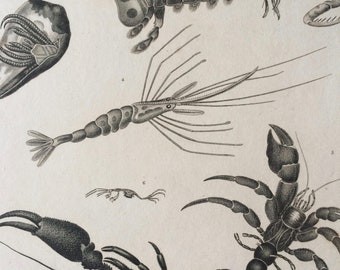 1819 Original Antique Engraving - Crab - Crustacean - Order Cancer - Marine Wildlife Decor - Available Matted and Framed