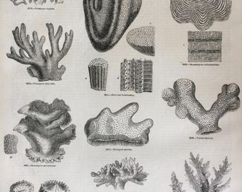 1856 Large Original Antique Coral Engraving - Marine Species - Marine Botany - Coral - Marine Wall Decor - Natural History