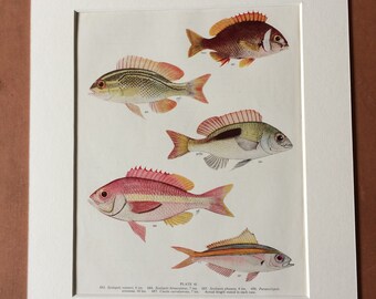 1950 Original Vintage Fish Print - Mounted and Matted - Available Framed - Tropical Fish - Marine Species - Sealife - Ocean Decor