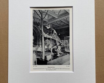 1931 Megatherium Original Antique Print - Geology - Mounted and Matted - Available Framed