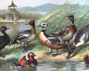1904 Ducks Original Antique Lithograph - Available Mounted, Matted and Framed - Ornithology - Wildlife - Vintage Wall Decor