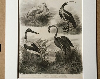 1819 Original Antique Engraving - Bird - Red Flamingo, Roseate Spoonbill, Horned Screamer, New Holland Jabiru - Available Matted and Framed