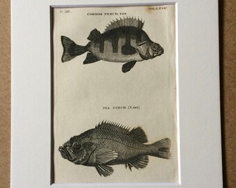 1812 Common Perch and Sea Perch Original Antique Engraving - Available Mounted and Matted - Fish Art - Cabin Decor - Framed