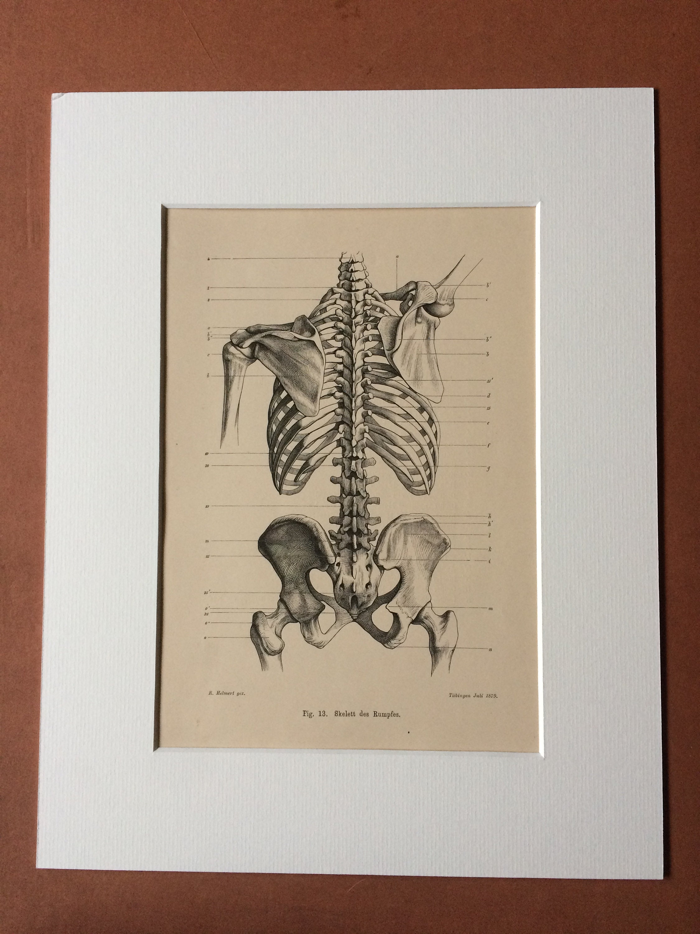 1890 Original Antique Anatomical Print - Torso Skeleton - Anatomy ...