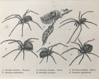 1863 Theridion Spiders Original Antique Print - Arachnida - Entomology - Insect - Mounted and Matted - Available Framed