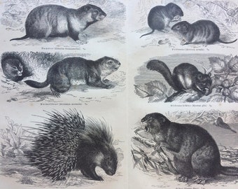 1877 Rodents Original Antique Print - Available Framed - Wildlife Decor - Porcupine - Marmot - Mouse - Vintage Wall Decor