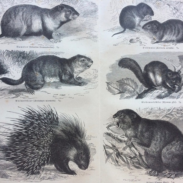 1877 Rodents Original Antique Print - Disponible Encadré - Wildlife Decor - Porc-épic - Marmotte - Souris - Vintage Wall Decor