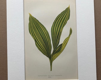 1872 Original Antique Hand Coloured Botanical Illustration - Botany - Beautiful Leaved Plant - Convallaria - Available Matted & Framed