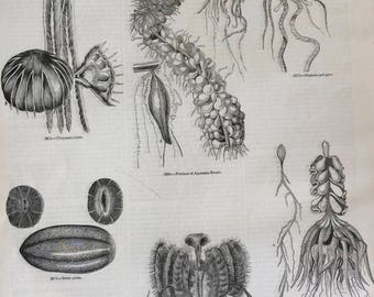 1856 Large Original Antique Jellyfish Engraving - Marine Species - Wildlife -  Jellyfish Varieties -  Wall Decor - Zoology - Natural History