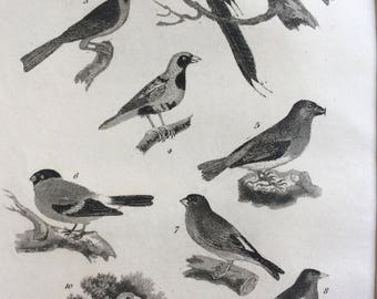 1822 Original Antique Matted Bird Engraving - Bunting, Tanager, Weaver, Crossbill, Bullfinch, Canary, Chaffinch - Ornithology - Framed Decor