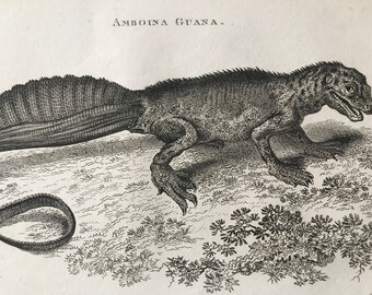 1802 Amboina Guana Original Antique Engraving - Iguana - Natural History - Zoology - Reptile - Available Matted and Framed