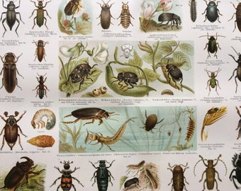 1896 Beetles Original Antique Print - Available Framed - Vintage Insect Art - Entomology - Vintage Wall Decor