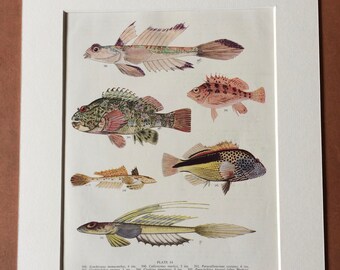 1950 Original Vintage Fish Print - Mounted and Matted - Available Framed - Tropical Fish - Marine Species - Sealife - Ocean Decor