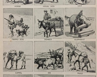 1940s Some of the Animal Friends of Man Original Antique Print - Mounted and Matted - Unique Wall Decor - Wildlife - Animal Art