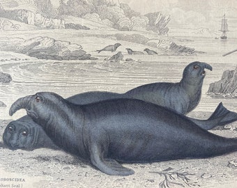 1839 Phoca Proboscidea - Elephant Seal Original Antique Hand-Coloured Engraving - Seal - Jardine - Marine Wildlife