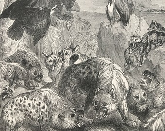 1896 Hyaenas quarrelling over their Prey Original Antique Print - Wildlife Decor - Natural History - Mounted and Matted - Available Framed