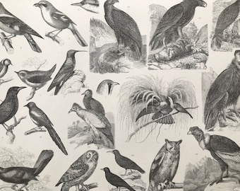 1869 Birds - Zoology Large Original Antique Illustration - Ornithology - Owl - Great Tit - Paradise Bird - Mounted and Matted