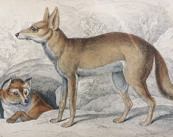 1860 The Syrian Fox and The Egyptian Fox - Original Antique Hand-Coloured Engraving - Matted and Available Framed - Dog - Canine Wall Decor