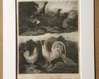 1819 Original Antique Engraving - Ornithology - Malay, Dorking and Frizzled Chicken Varieties - Bird Art - Available Matted and Framed