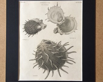 1819 Original Antique Engraving - Seashell - Shell - Conchology - Shellfish - Marine Wildlife Decor - Available Matted and Framed