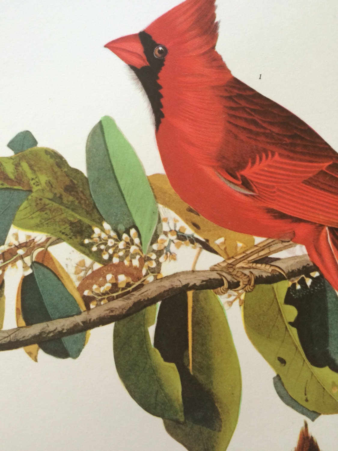 CARDINAL GROSBEAK Large Original Vintage 1964 Audubon Print, 14 x 17