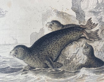 1839 Harbor Seal - Phoca Vitulina - Common Seal of the Scotch Coast Original Antique Hand-Coloured Engraving - Jardine - Marine Wildlife