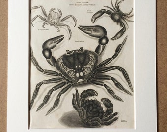 1819 Original Antique Engraving - Crab - Crustacean - Order Cancer - Marine Wildlife Decor - Available Matted and Framed