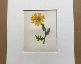 1852 Original Antique Hand-Coloured Anne Pratt Botanical Illustration - Corn Marigold - Botany - Garden - Available Framed