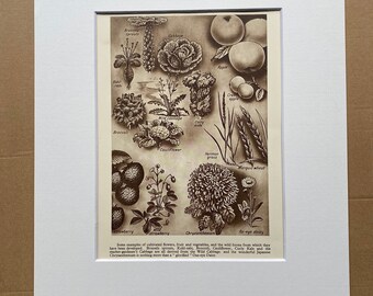 1950 Botany - Cultivated Plants and their Wild Forms Original Vintage Print - Vegetables - Mounted and Matted - Available Framed