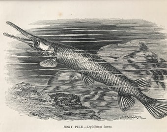 1863 Bony Pike Original Antique Print - Fish - Ichthyology - Ocean Wildlife - Marine Decor - Mounted and Matted - Available Framed