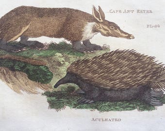 1811 Original Antique Hand-Coloured Engraving - Cape Anteater - Aculeated Anteater - Wildlife - Wall Decor - Zoology - Decorative Art