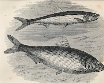 1863 Anchovy and Shad Original Antique Print - Fish - Ichthyology - Ocean Wildlife - Marine Decor - Mounted and Matted - Available Framed