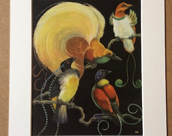 1968 Original Vintage Birds of Paradise Print - Mounted and Matted - 14 x 11 inches - Ornithology - Wildlife Wall Decor - Ready to Frame