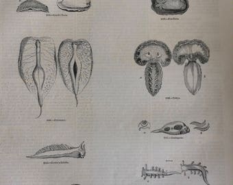 1856 Large Original Antique Gastropod Engraving - Slug - Snail - Gasterepoda - Wildlife - Wall Decor - Home Decor - Marine Decor
