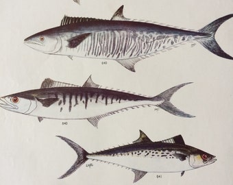 1950 Original Vintage Fish Print - Mounted and Matted - Available Framed - Tropical Fish - Marine Species - Sealife - Ocean Decor