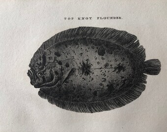 1812 Top Knot Flounder Original Antique Engraving - Ichthyology - Fish Art - Fishing Cabin Decor - Available Framed